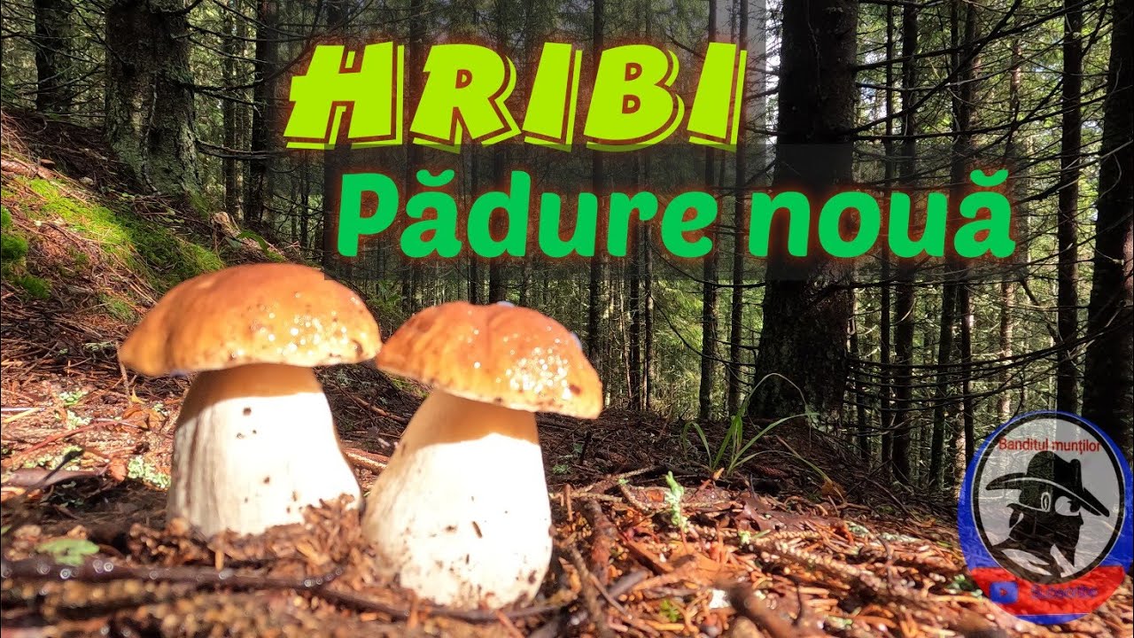 Hribi printr-o pădure nouă! Munții Apuseni!