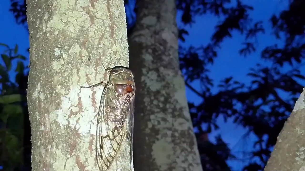 Fred e junior pe na estrada observando cigarras 
