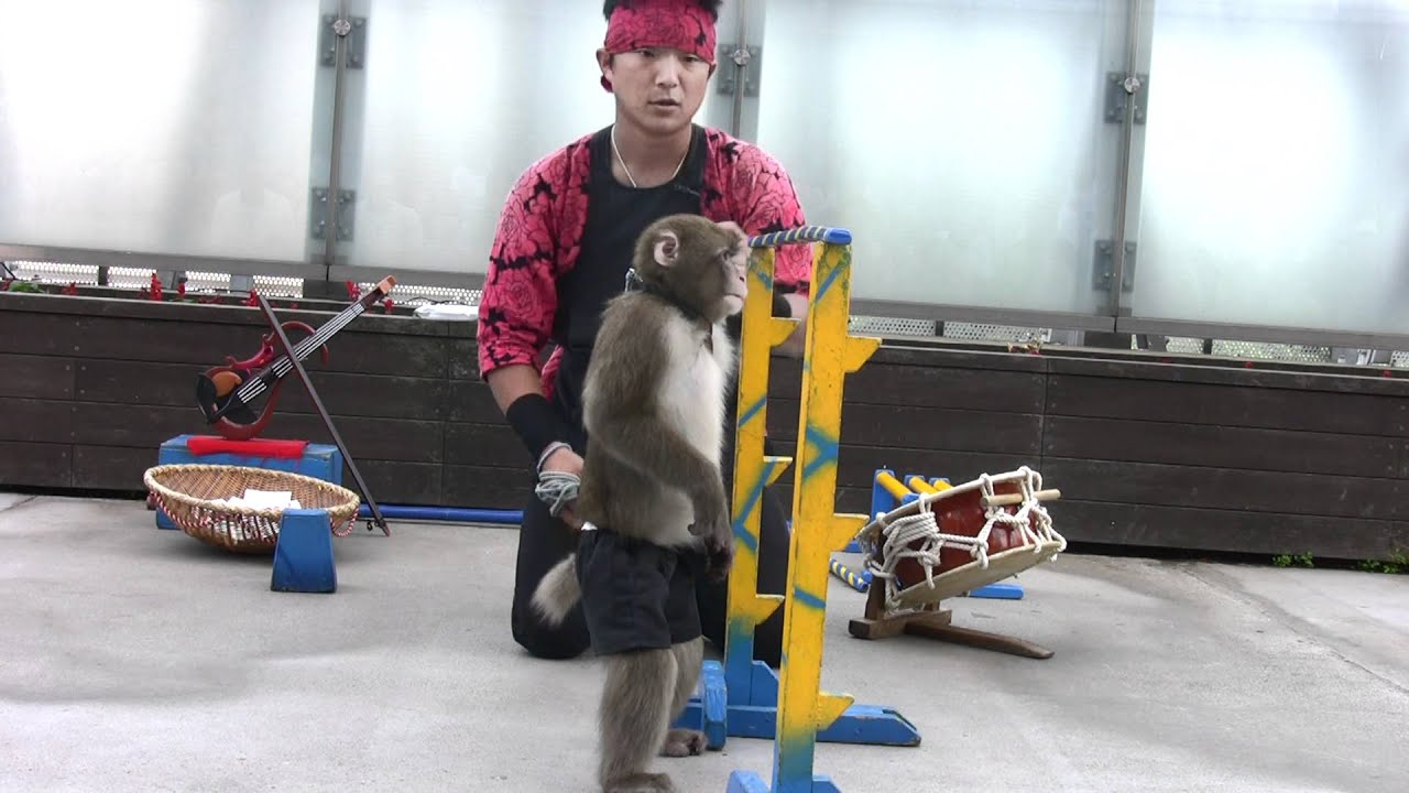 猿回しルッキィコナパ