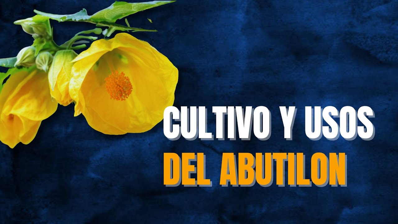 Beneficios y cultivo del Abutilon 🌹