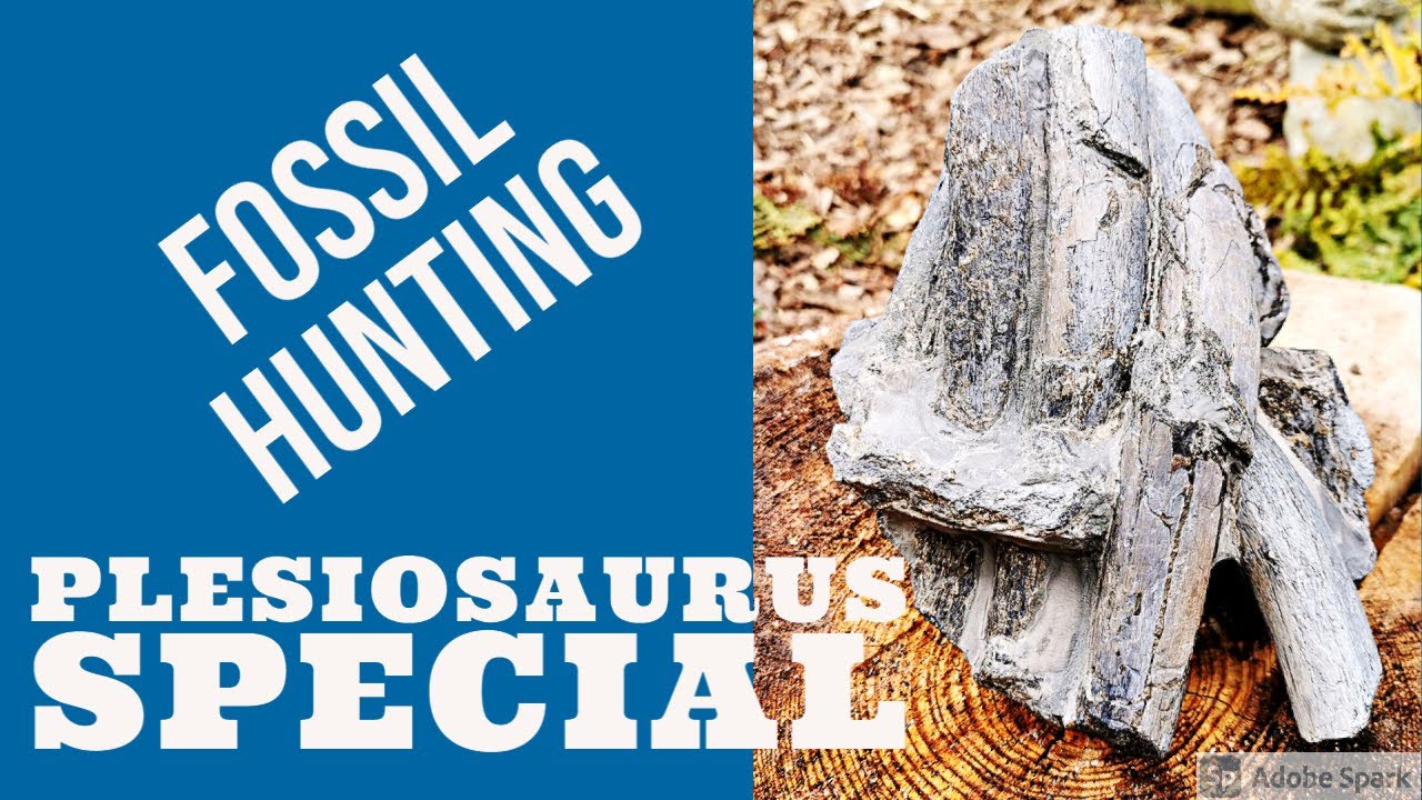 Fossil hunting - Plesiosaurus bone block Bonus
