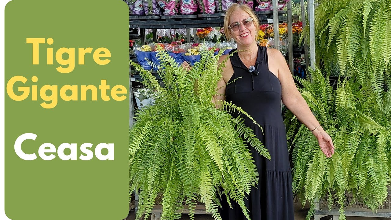 CEASA RJ: visitando a AC Plantas ( Pavilhão 30)