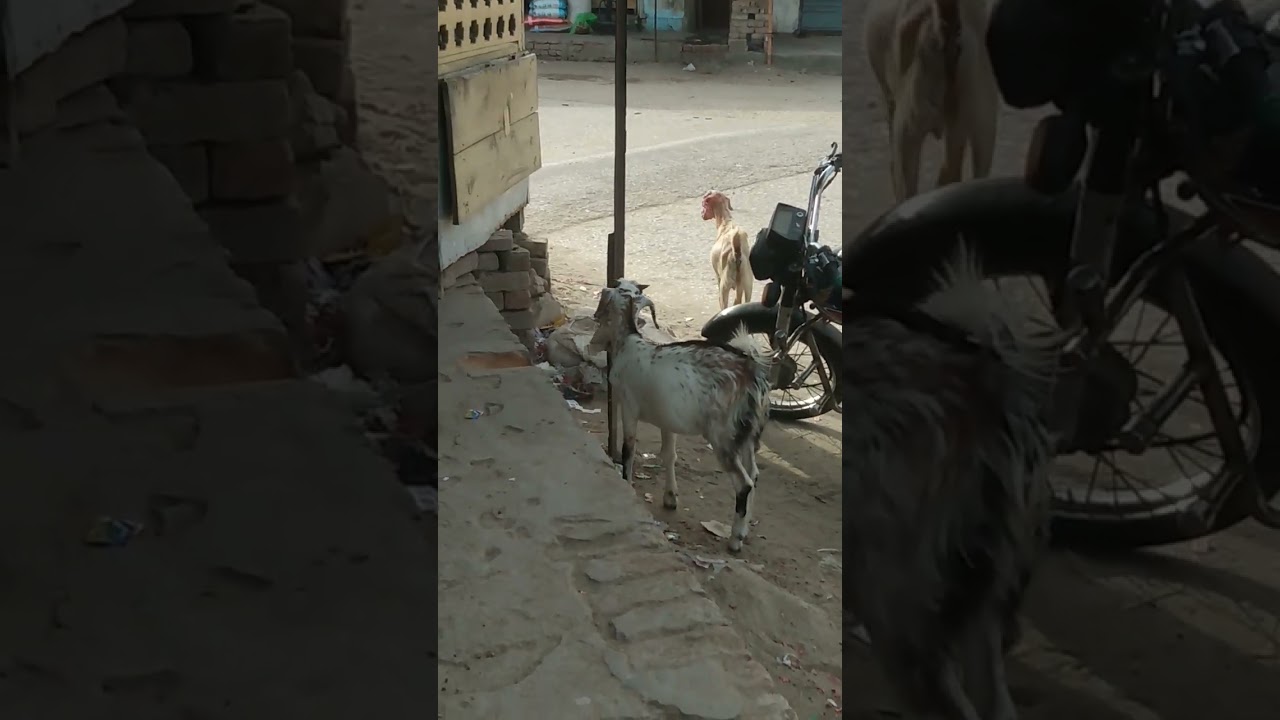 Two Goats Eating Peppers| City View City Life | 