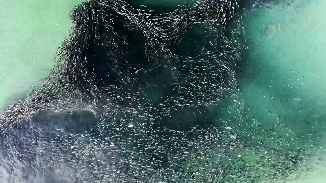 Massive School of Bunker Fish Spotted Off Long Island