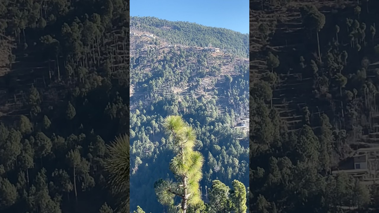 Lost in This Beautiful Place 🌿 