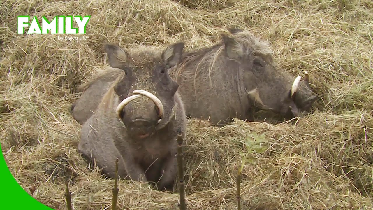 Thoiry : une idylle arrang&eacute;e entre animaux