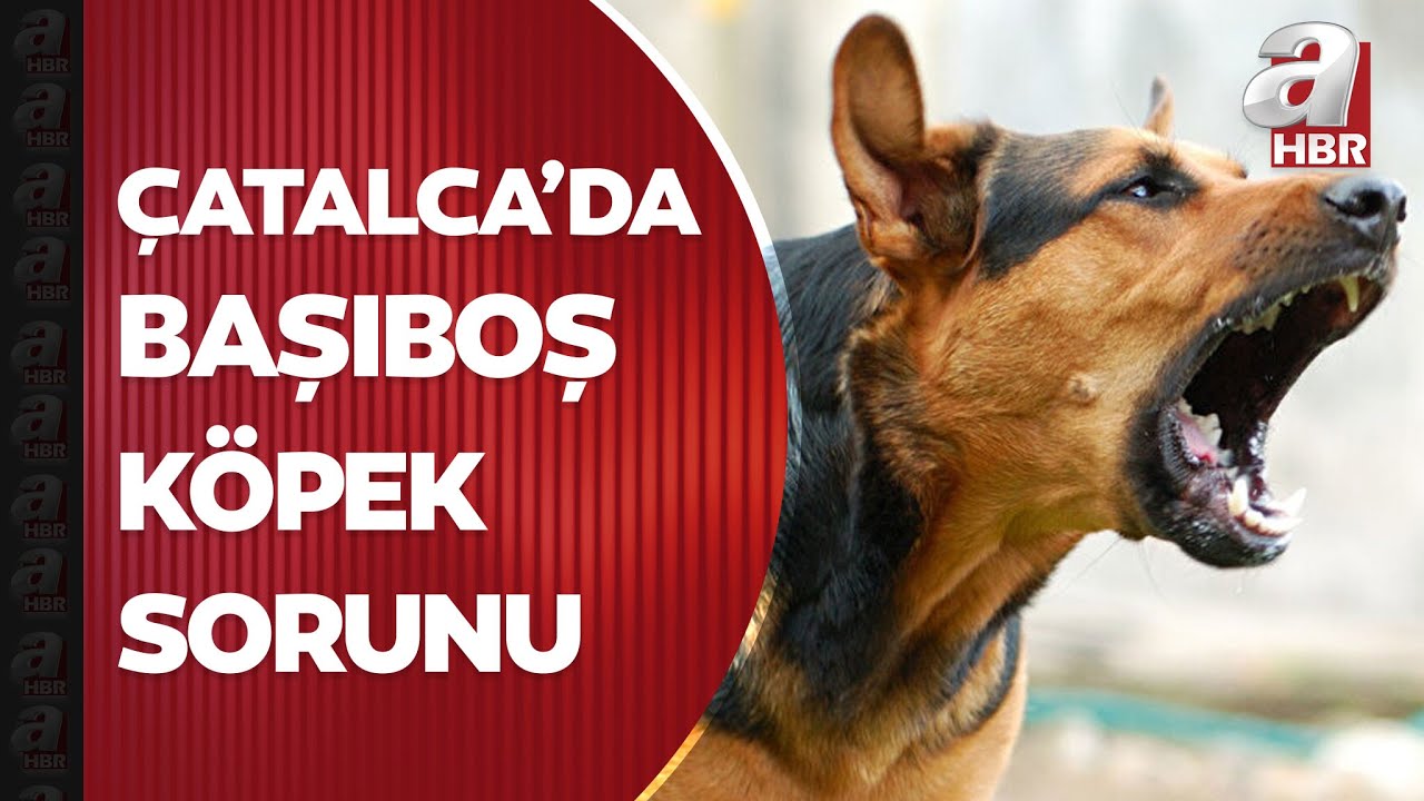Çatalca’da başıboş köpek sorunu! Köy halkı sokağa çıkamaz oldu | A Haber
