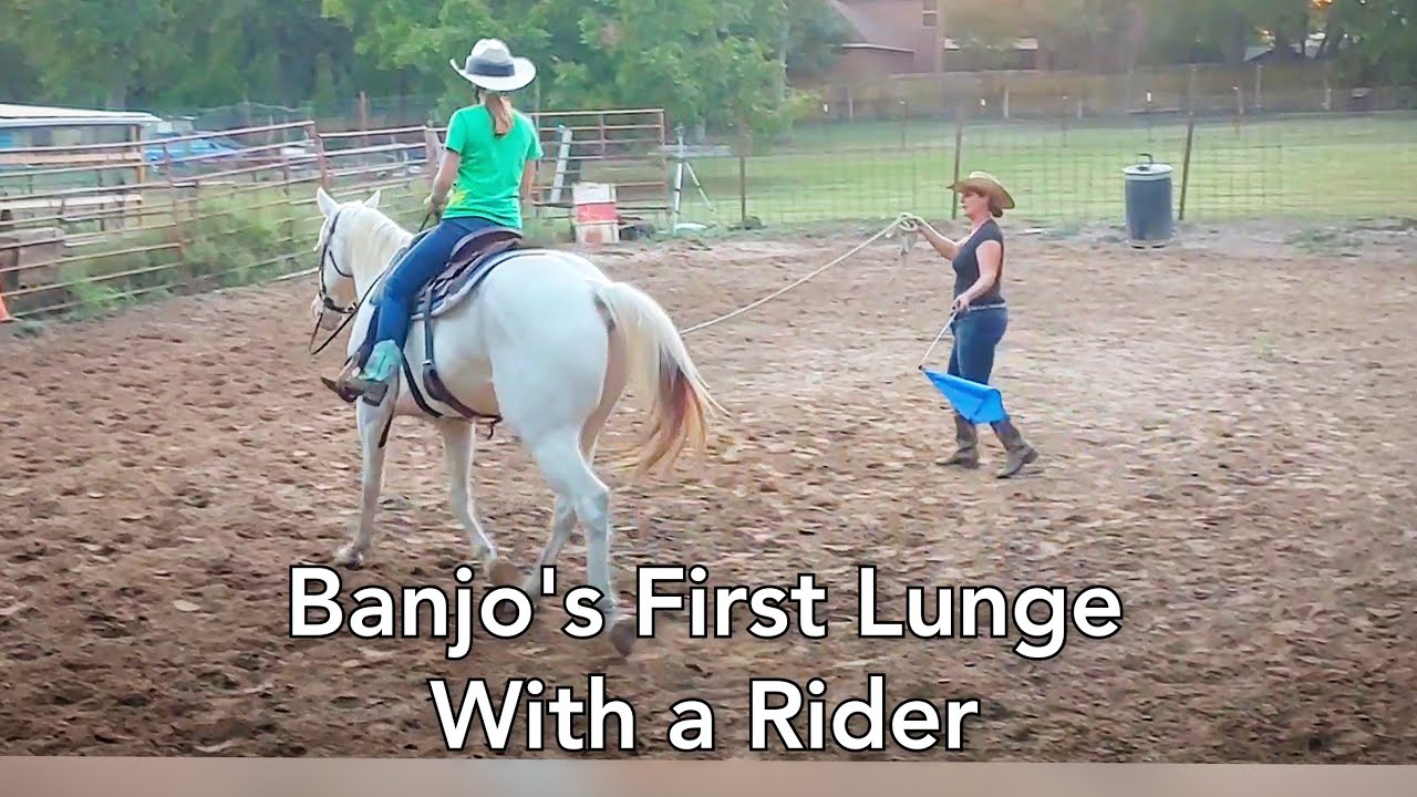 Banjo's first lunging lesson with a Rider - Training s lesson horse