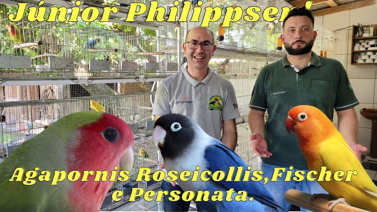 JÚNIOR PHILIPPSEN E A PAIXÃO POR AGAPORNIS!!!