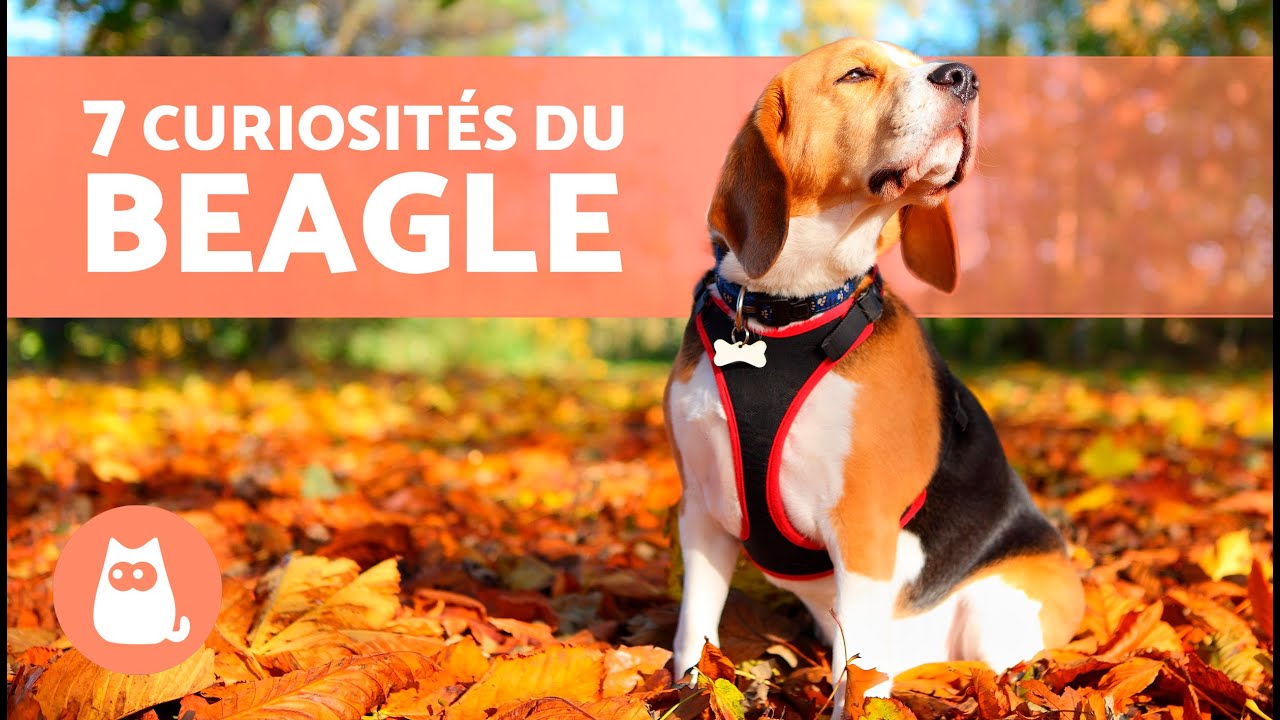 7 CURIOSITÉS sur le BEAGLE 🐶🐾 INCROYABLES !
