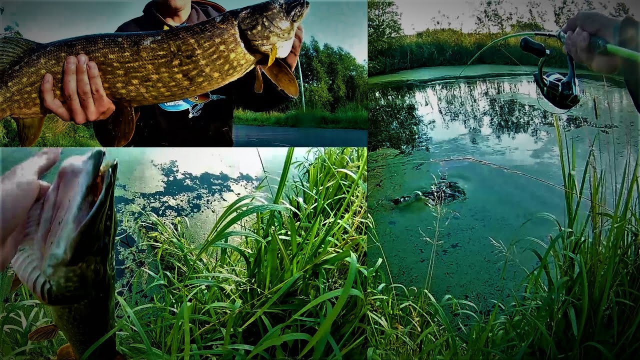 Pike from the canal in the Netherlands , Szczupaki z kanału w Holandii #7