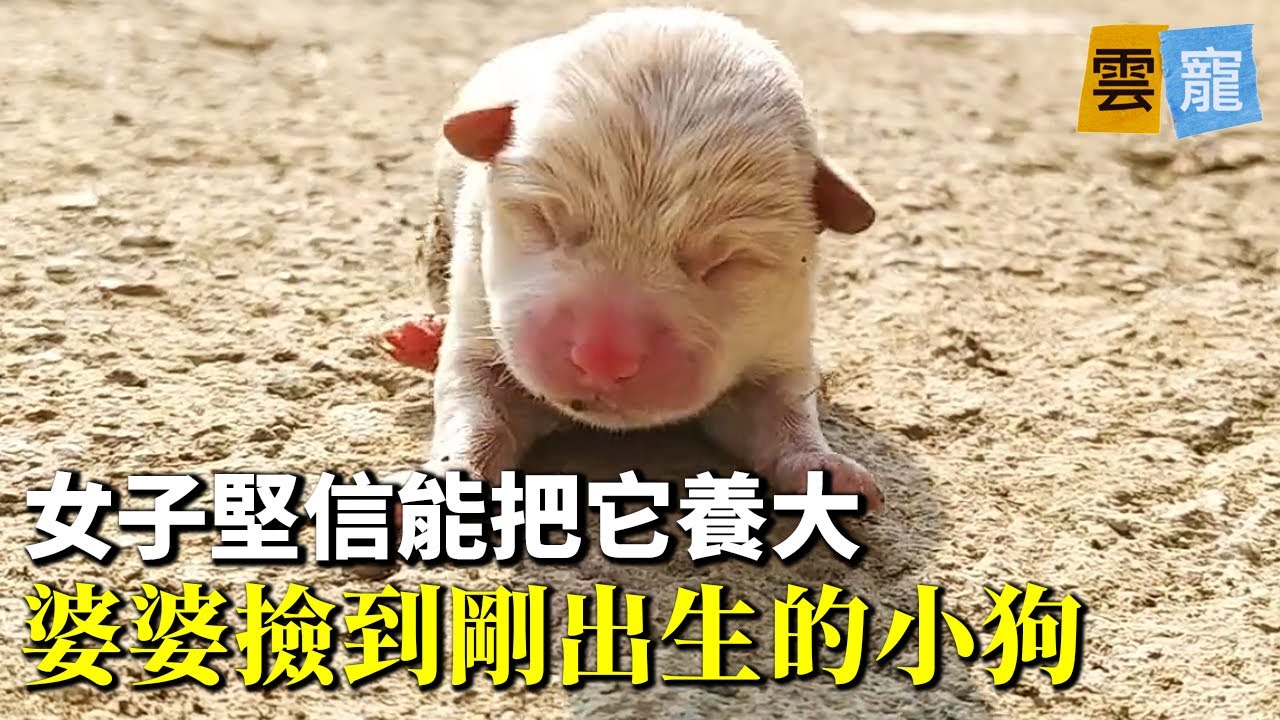 所有人都說女子養不活撿到的小奶狗，但她偏不相信！