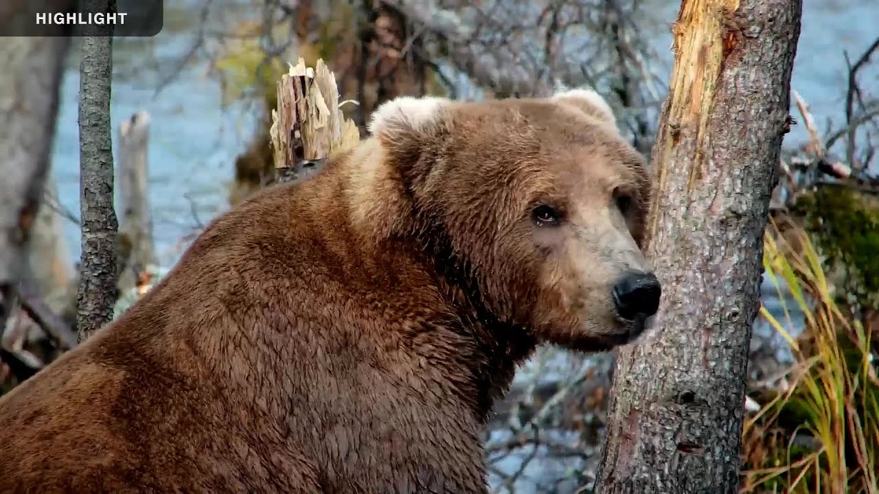 Riffles - Katmai National Park | Season Highlights 2024
