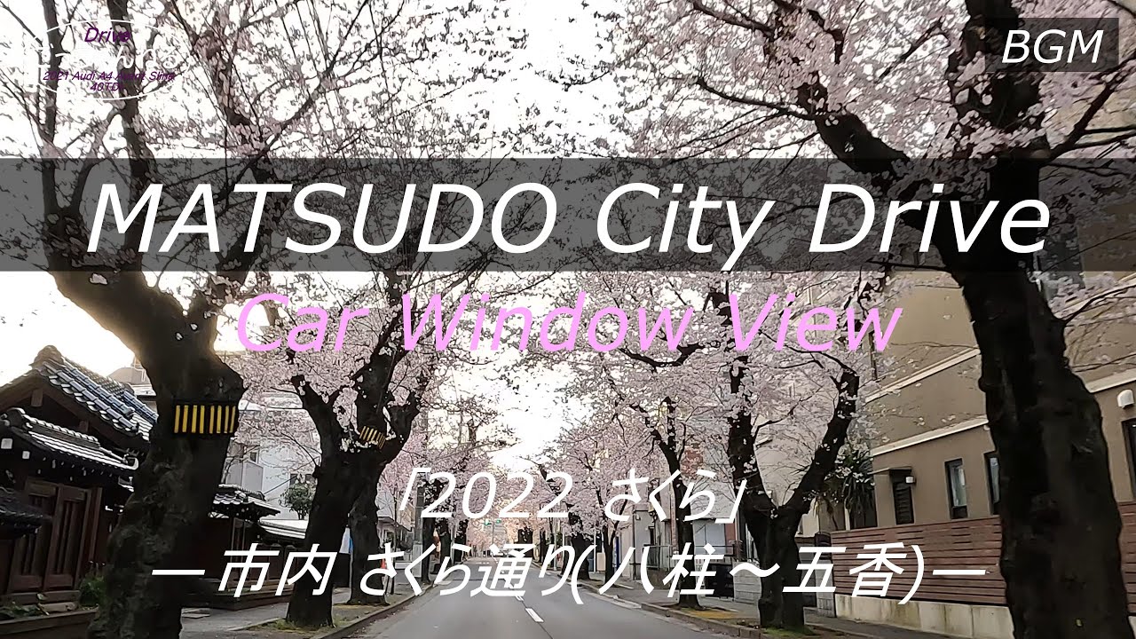 Matsudo city Drive【2022さくら】4K
