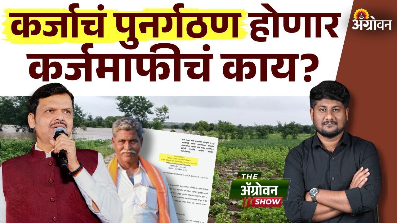 Farmer Loan Waiver: अतिवृष्टीग्रस्त शेतकऱ्यांचे पीककर्ज पुनर्गठित करणार; शासन निर्णय जारी| Agrowon