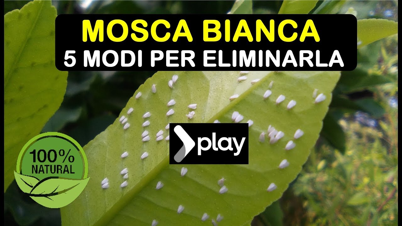 MOSCA BIANCA ELIMINARLA IN 5 MODI