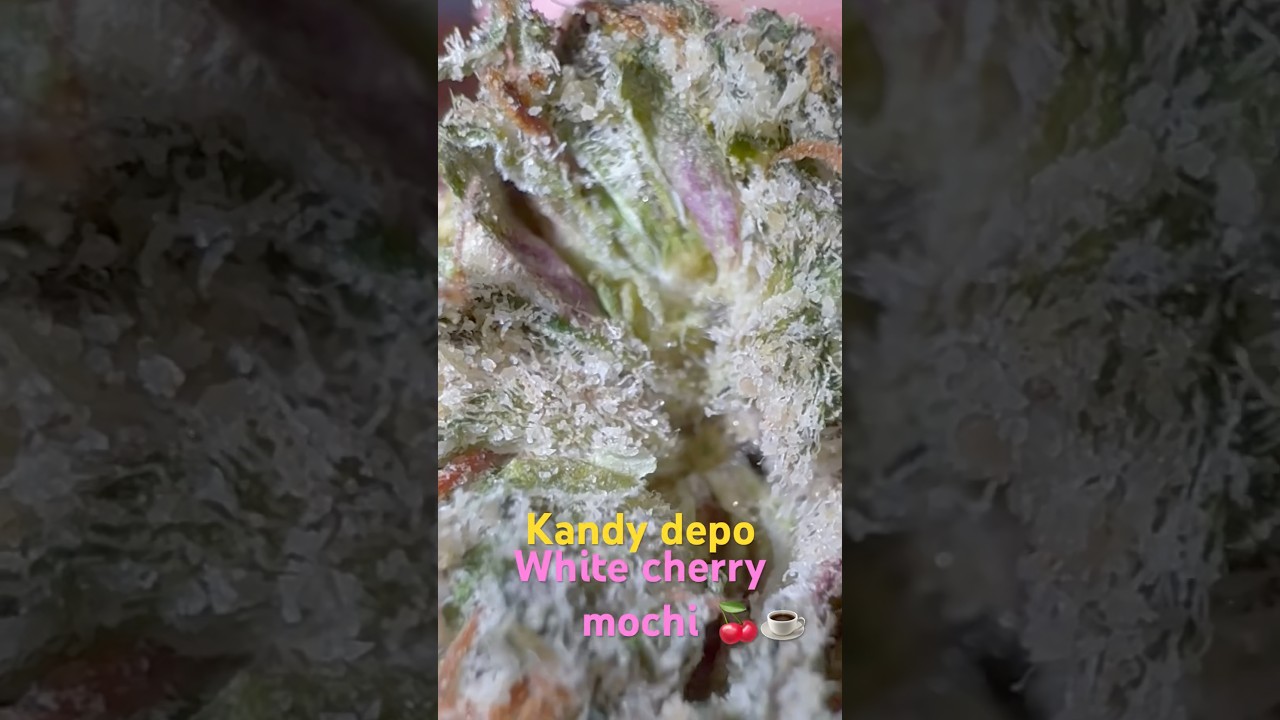 Kandy depo, white cherry mochi strain review “short” 🔥🤍🍒☕️🍋🍒🍧💨 