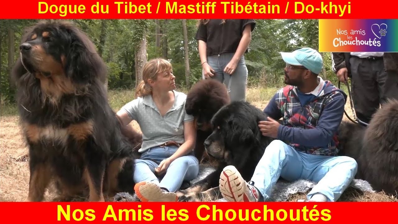 Dogue du Tibet 