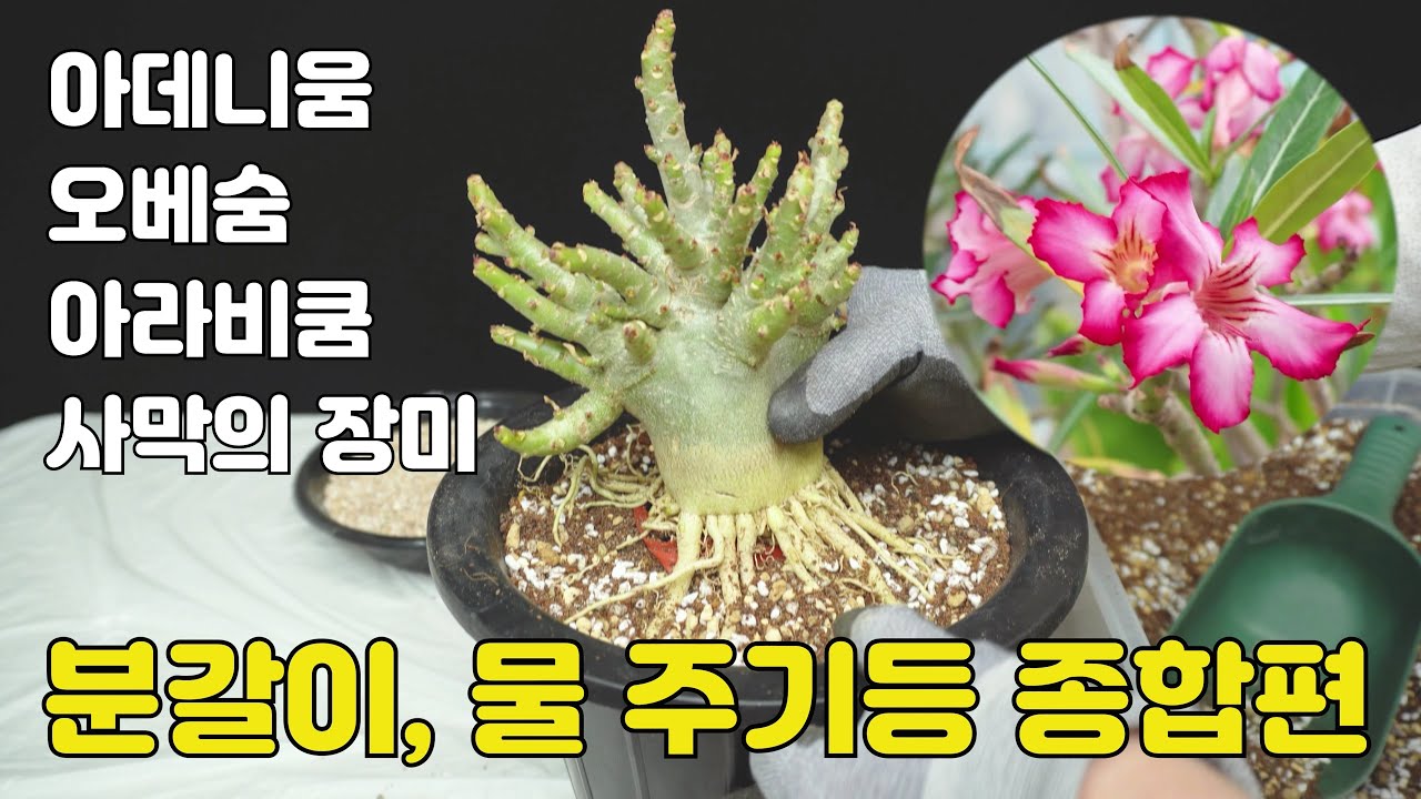 아데니움(사막의 장미, 아라비쿰, 오베숨등) 분갈이, 물주기, 특징과 특성 및 종합해서 모두 담았어요, Adenium