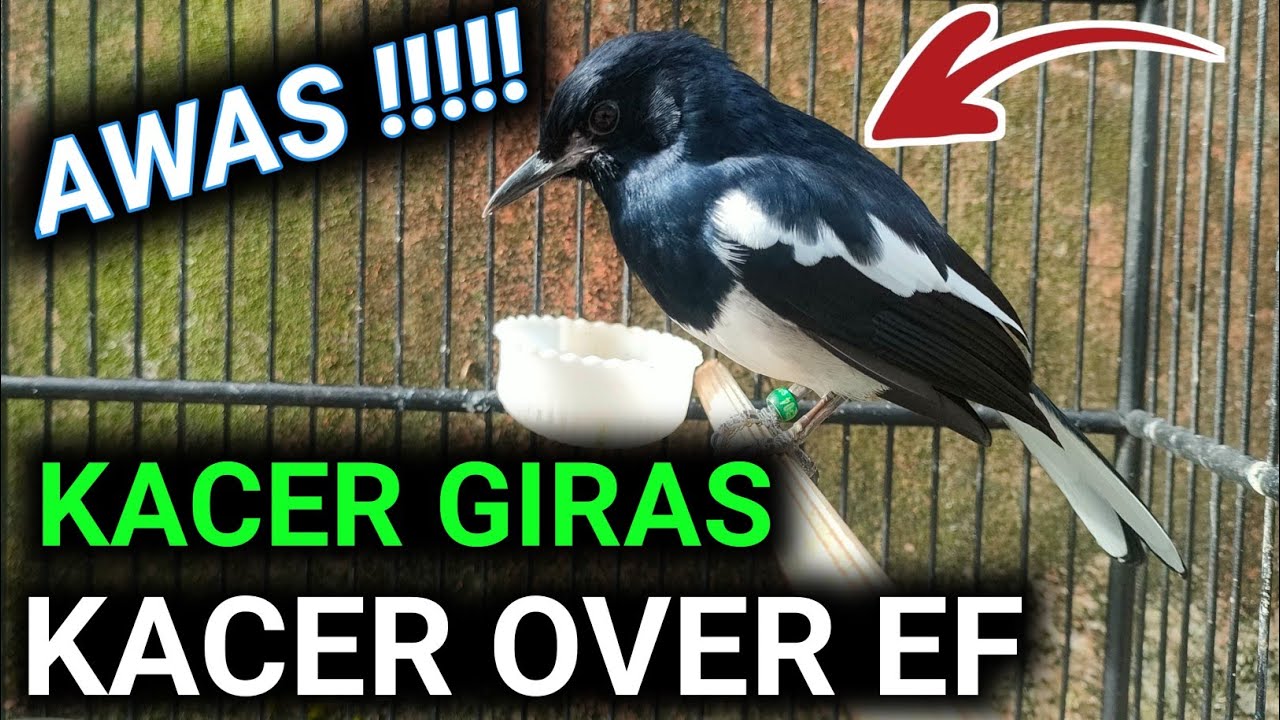 GIRAS !!! OVER EF KACER BISA JADI BEGINI !! CARA MERAWAT KACER | DR KACER TERBARU