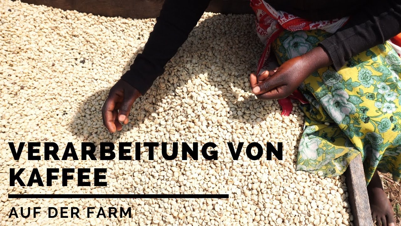 Verarbeitung von Kaffee | Einblicke in die Kaffee Ernte