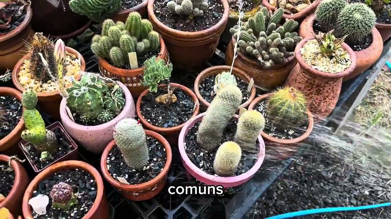 A regra da rega - Cactos