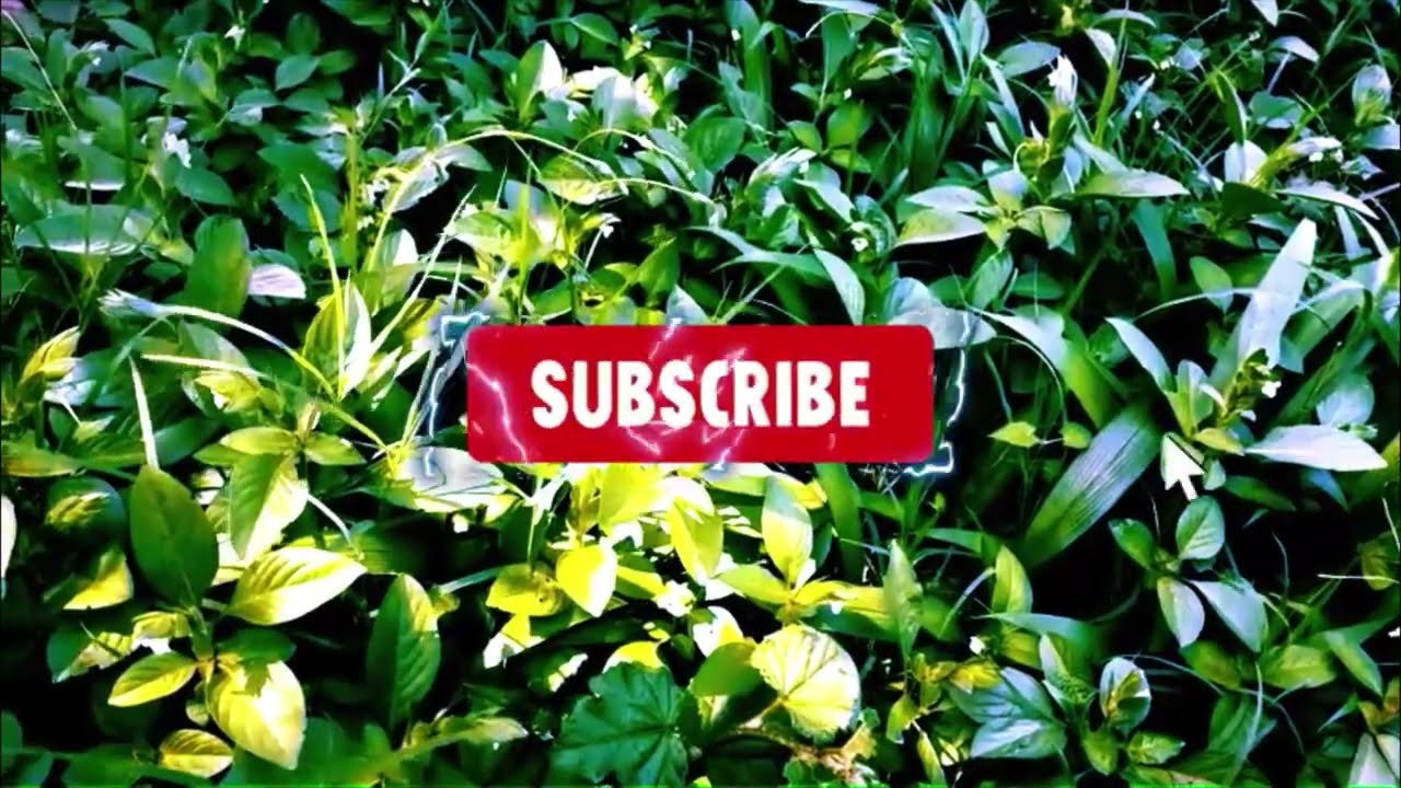 Relaxing Guitar Music With Beautiful Nature For Study