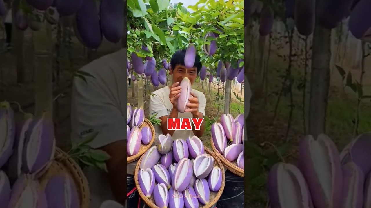 &laquo;Шокирующее открытие Китая: редкий фрукт акебия! 😲🍇&raquo;