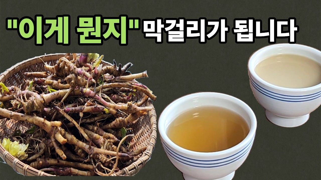 머위 뿌리로 막걸리를 빚었더니 향이 그대로 살았습니다ㅣ머위뿌리 막걸리