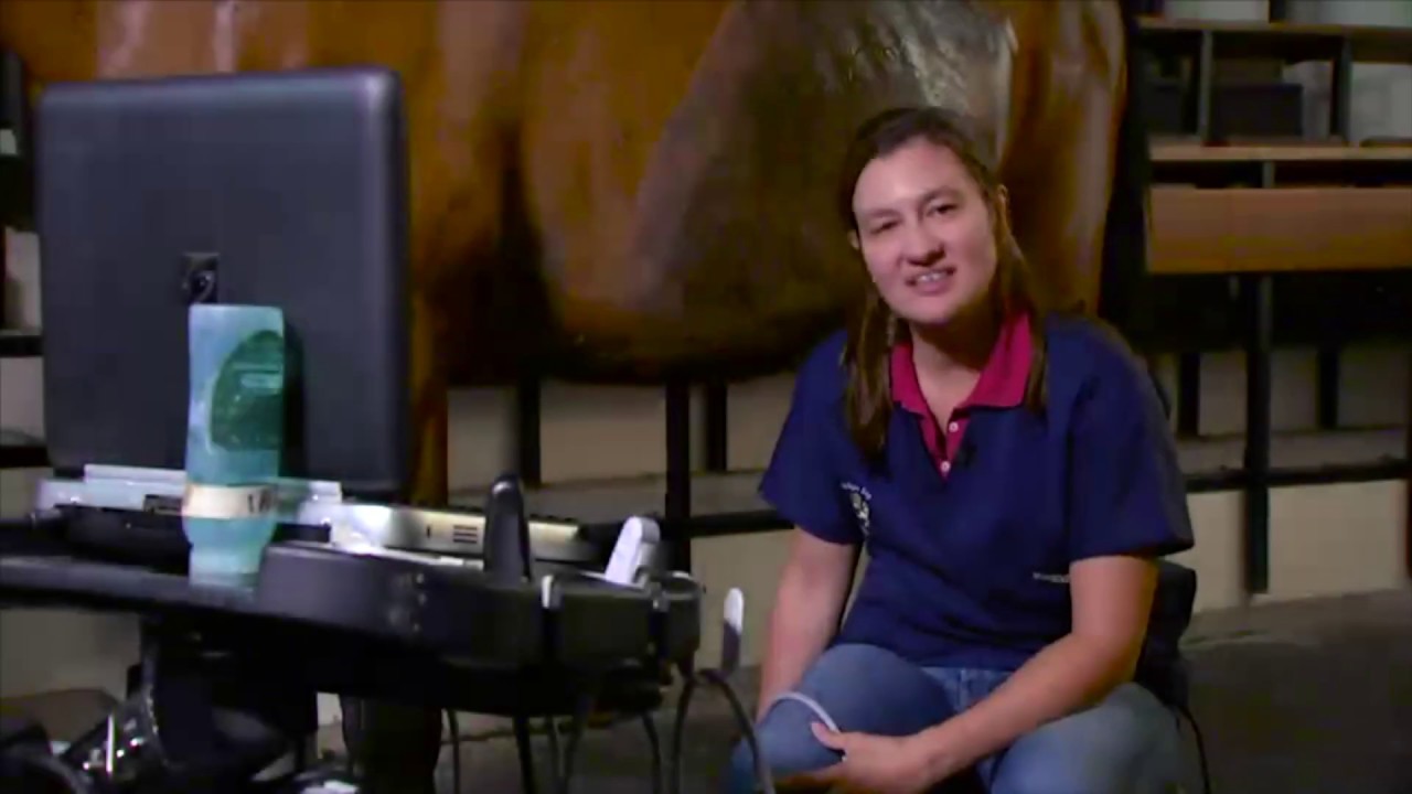 Echographie du membre supérieur chez le cheval