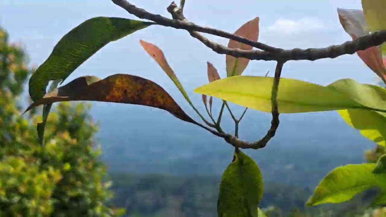 Kegiatan petani sempret rumput di kebun