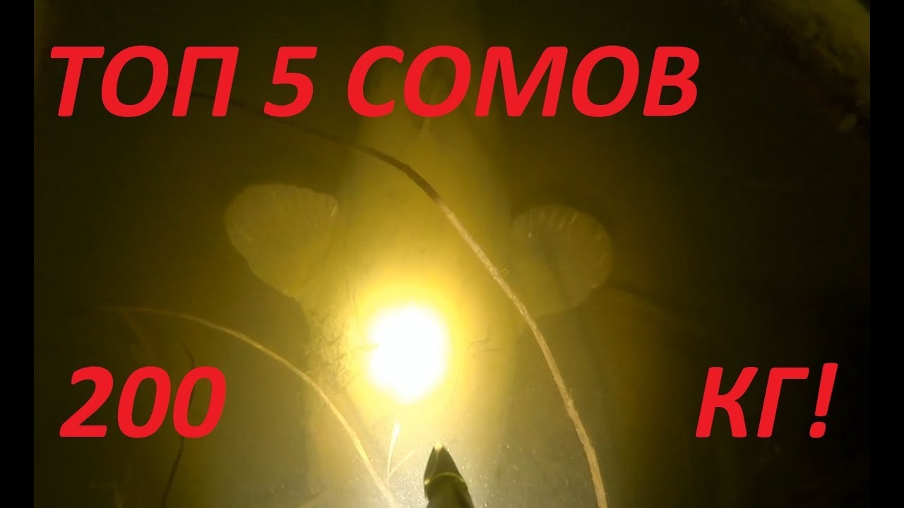 ТОП 5 крупных СОМОВ моего канала!200кг Сома в 5 рыбах!