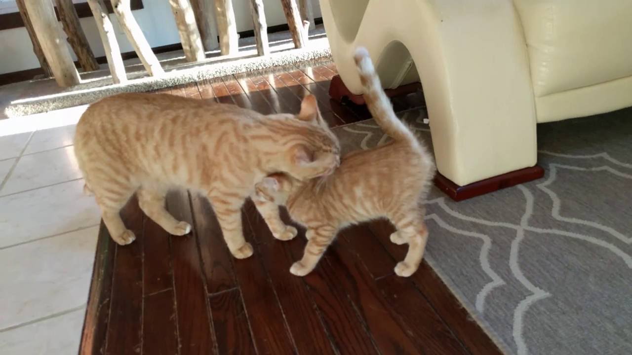 Toffee Explores - Unedited Full Video