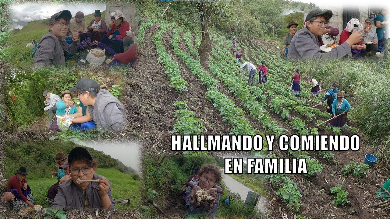 Aporcando papas en el Campo | Memito Castro
