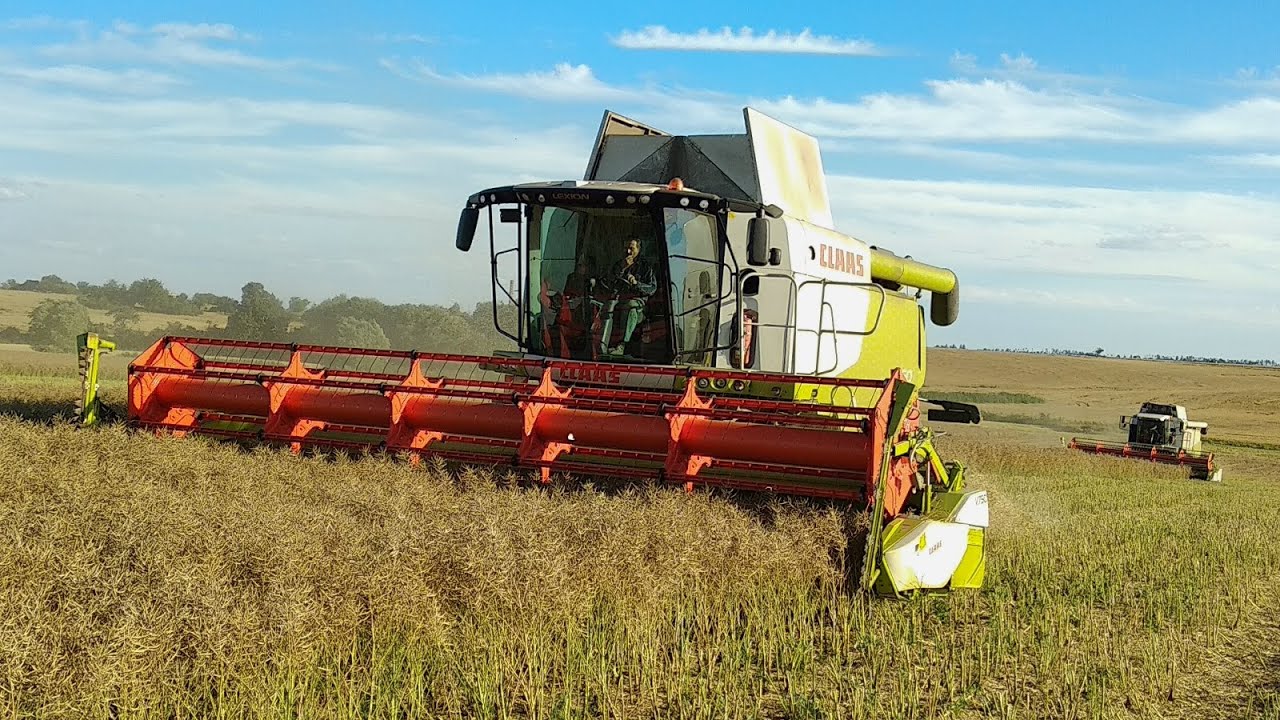 Žně řepky 2020 &bull; Claas Lexion 660, 560, 450, John Deere 6210 R, 6125 M