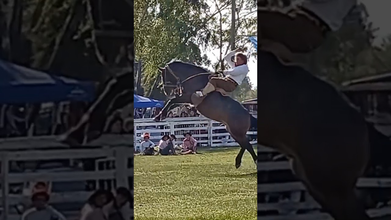 JINETEADA EN LA RINCONERA DEL GALLEGO RAPAZ TIGRE |BASTOS Y ENCIMERA| #caballos #horse #tradiciones