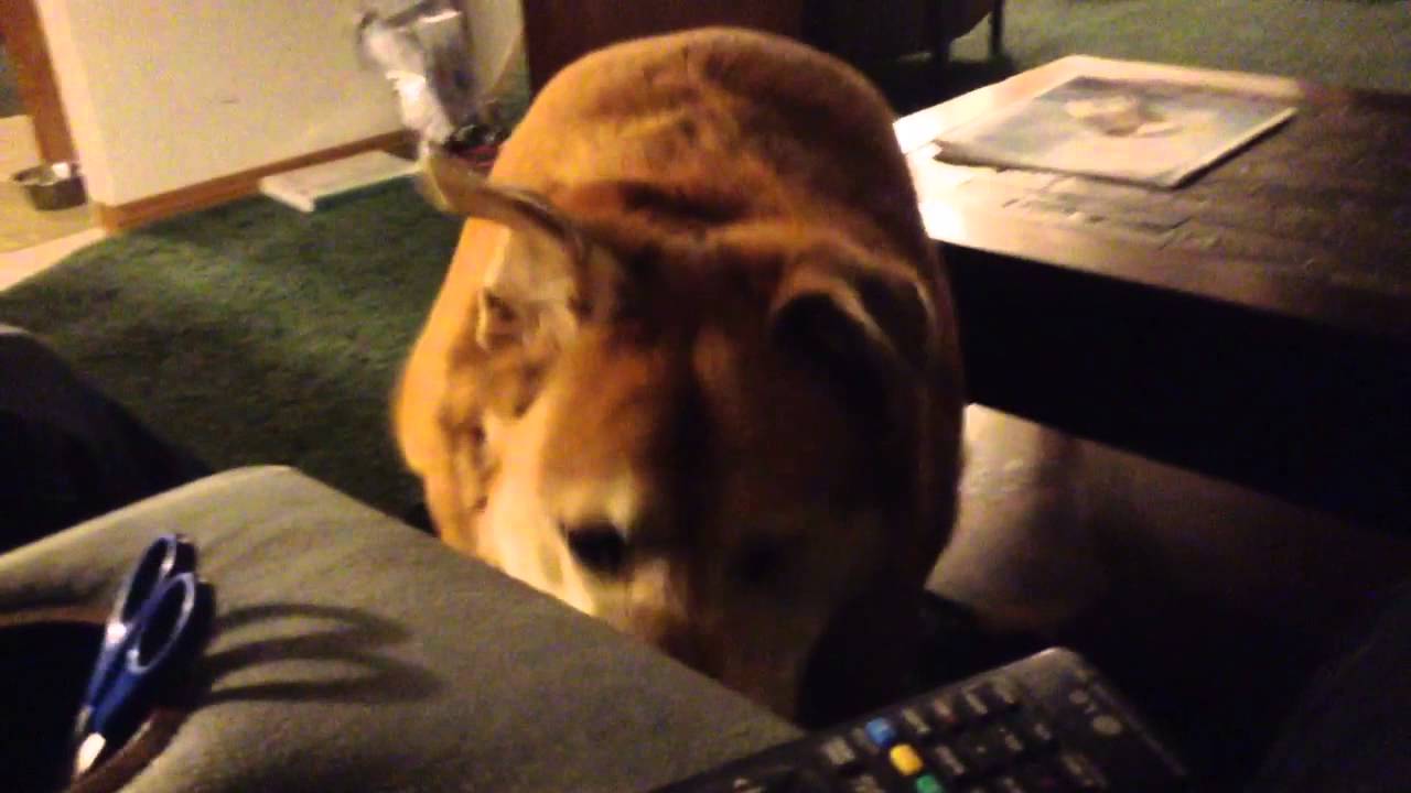 Give a Bone a Doger (Give a Dog a BoneR 2)