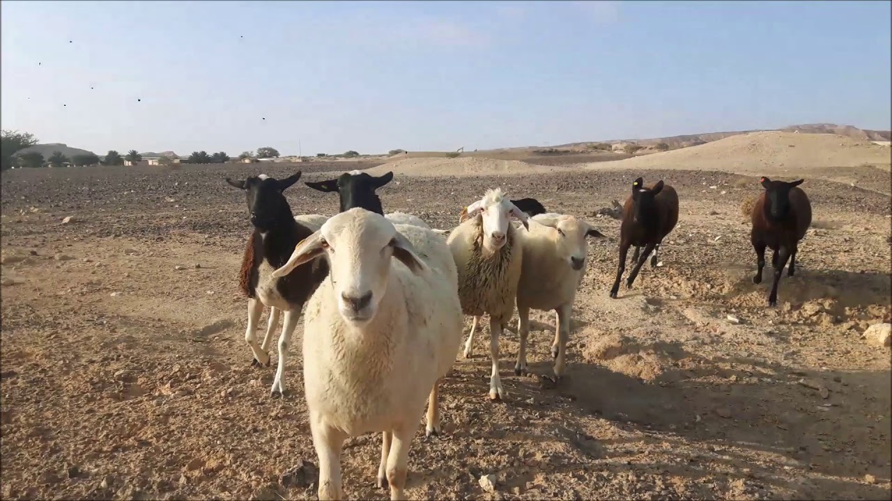 סדנאות וקורסים במרכז אילוף והדרכה לכלבי רעייה