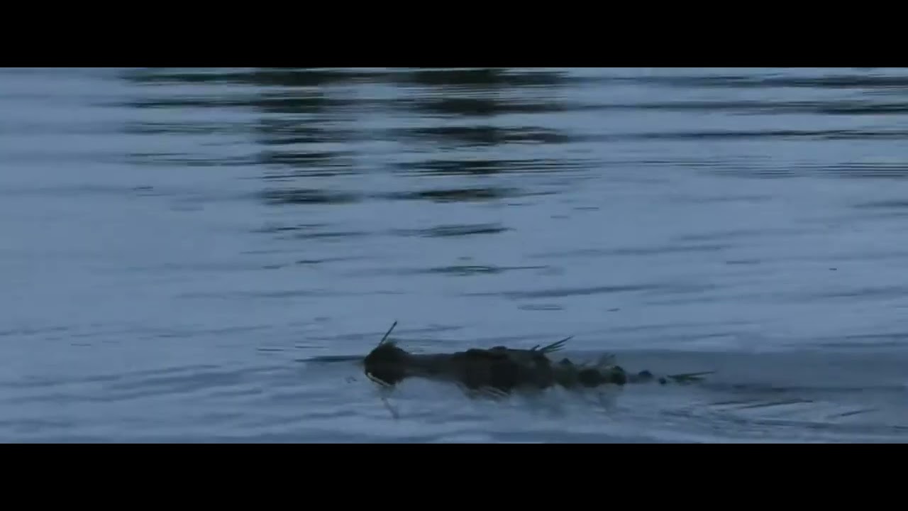 Crocodile
