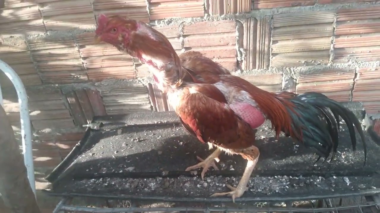 6 de janeiro de 2026