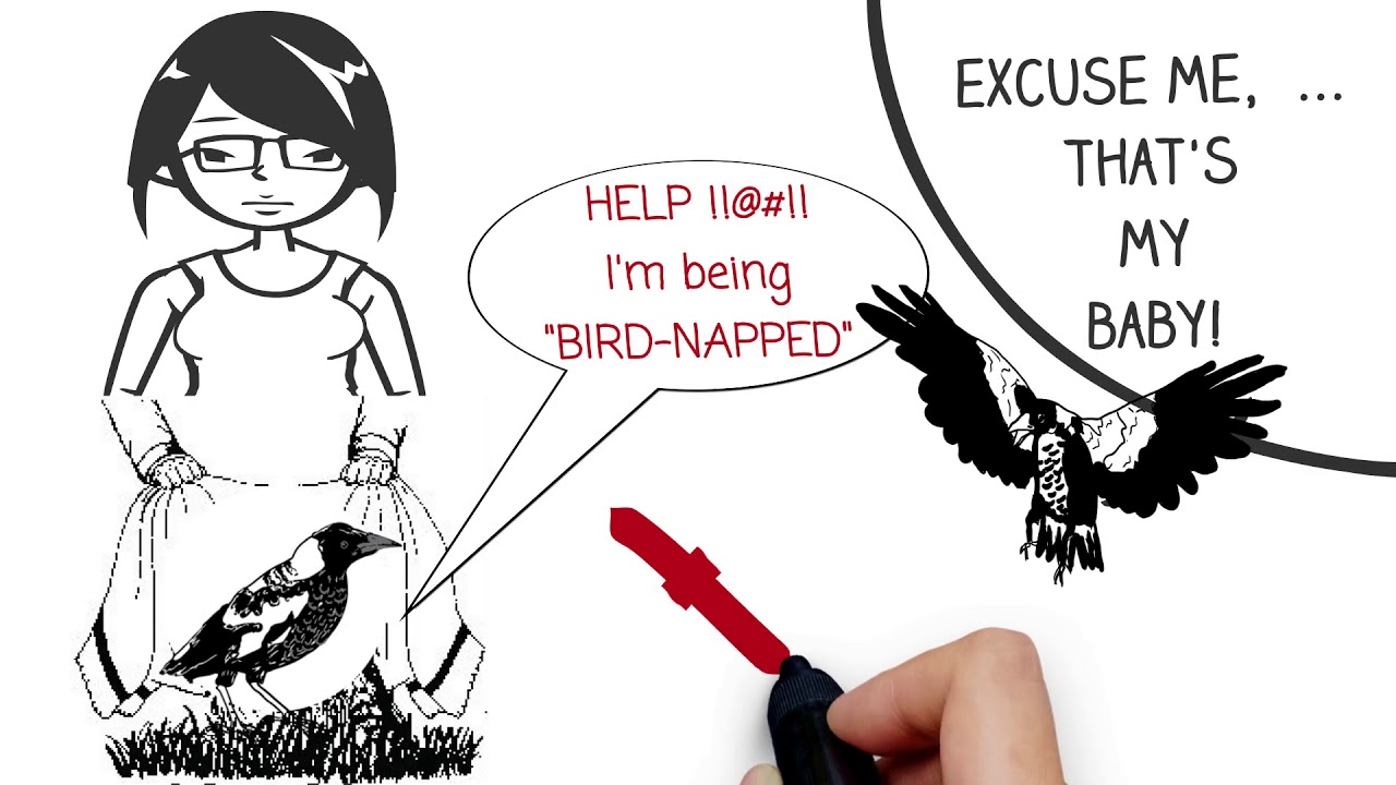 Magpie Swooping