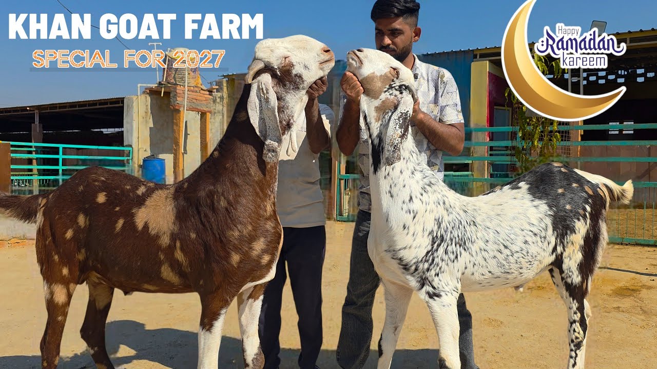 KHAN GOAT FARM | SAB KE SAB PALTI KE LAYAK 2 DAAT BAKRE | CHEENA GUJRI ABLAK 