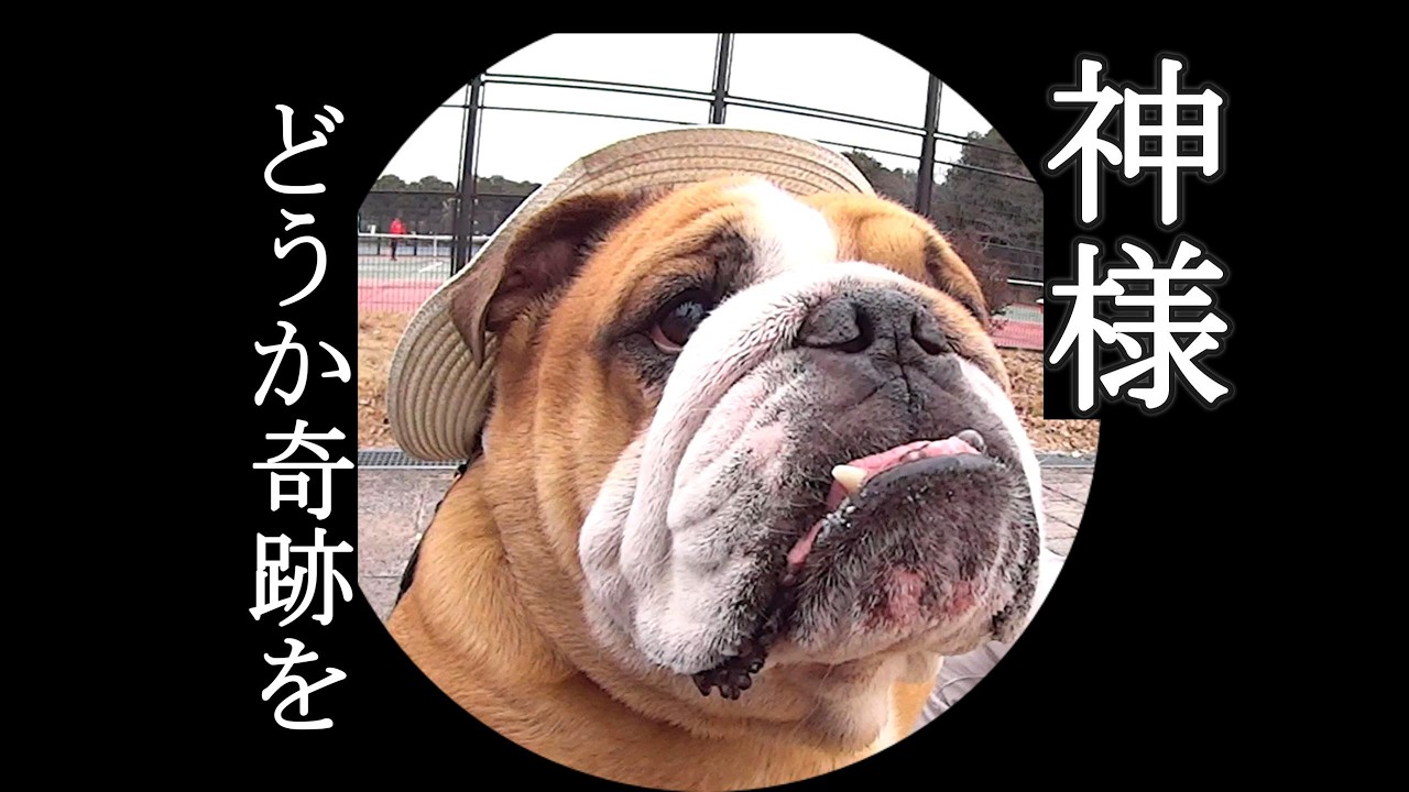 【実録】5歳のバウムを襲った突然の異変。厳しい現実。