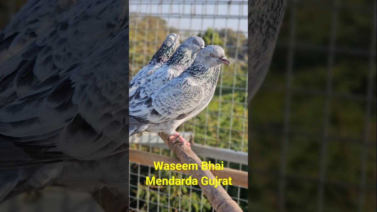Silver Bajre Kabootar Tonk Breed Waseem Bhai Mendarda Gujrat India #jaipurtonkpigeons #kabootar