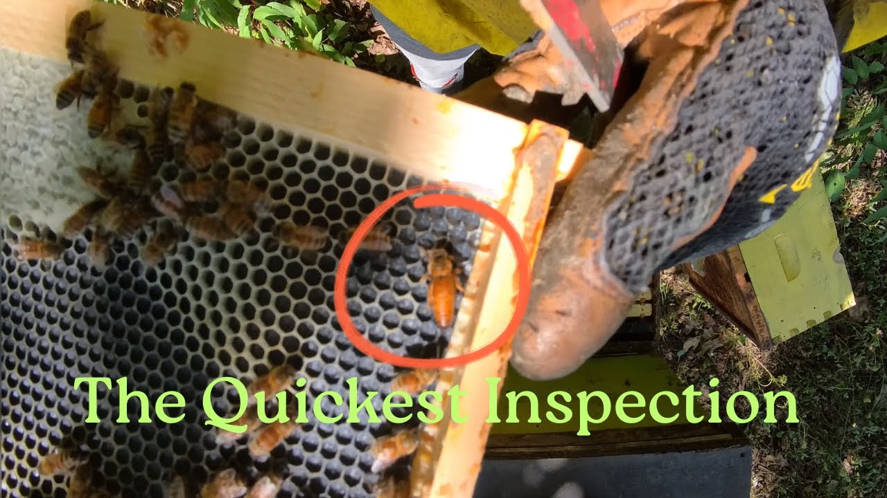 Fast Hive Check – In and Out