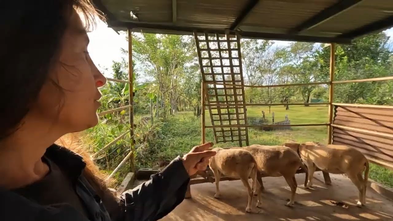 Вот почему у меня есть овцы, утки, собаки и другие животные!