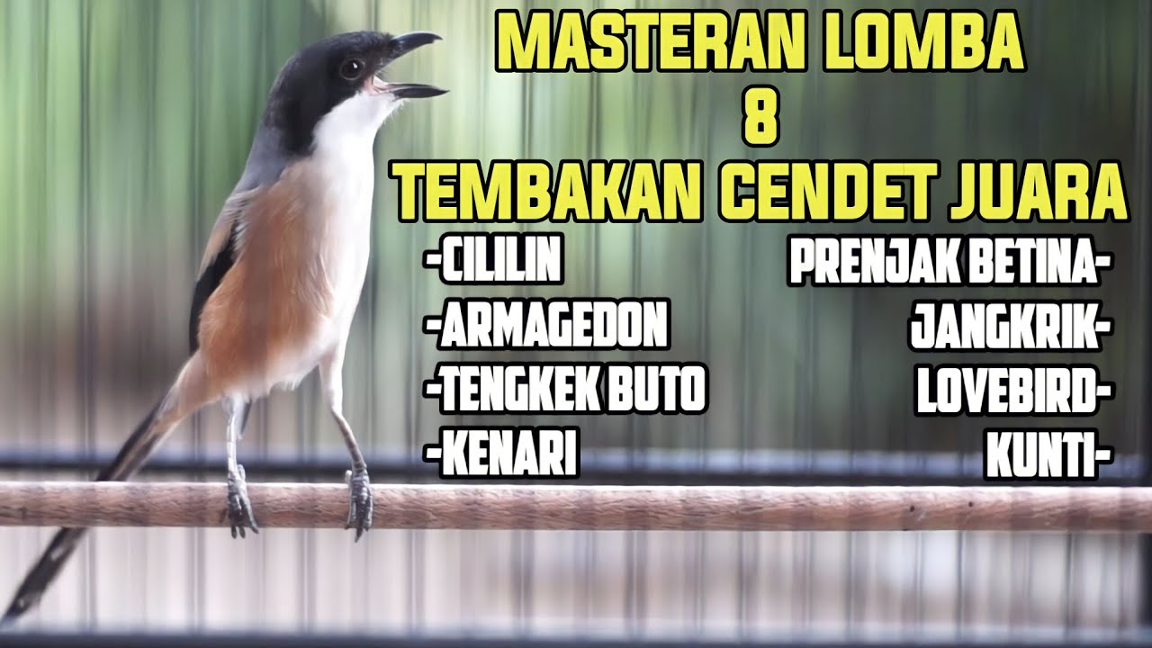 MASTERAN TERBAIK CENDET APAPUN FULL ISIAN MATERI LOMBA 100% AMPUH LANGSUNG JUARA