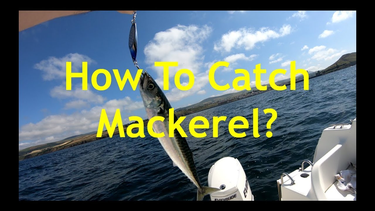 How To Catch Mackerel? (The Fun Way!) - 4K Fishing