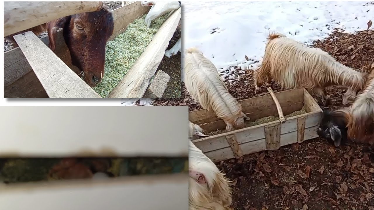 Kış geldi! hayvanların karnını doyurdum. Sevda papağanı yavruları çıktı. 