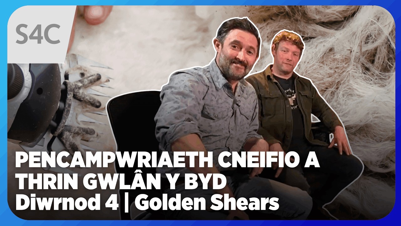 ДЕНЬ 4 | Чемпионат мира по стрижке и обработке шерсти | Чемпионат мира Golden Shears | S4C